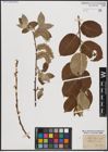 Foto von Salix caprea L.